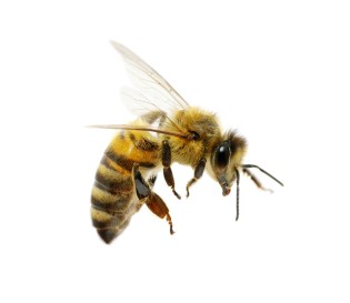 bee